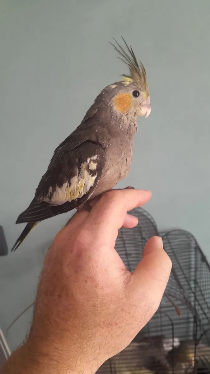 Handreared baby cockatiels - Image 2