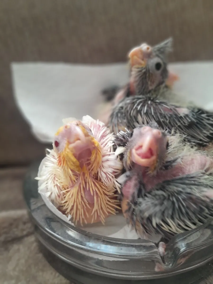 Handreared baby cockatiels - Image 3