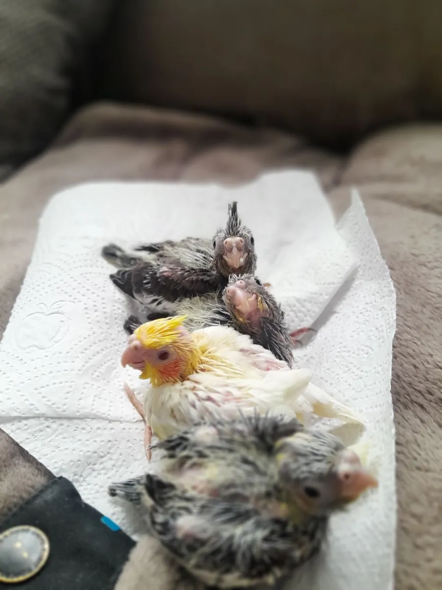 Handreared baby cockatiels - Image 4