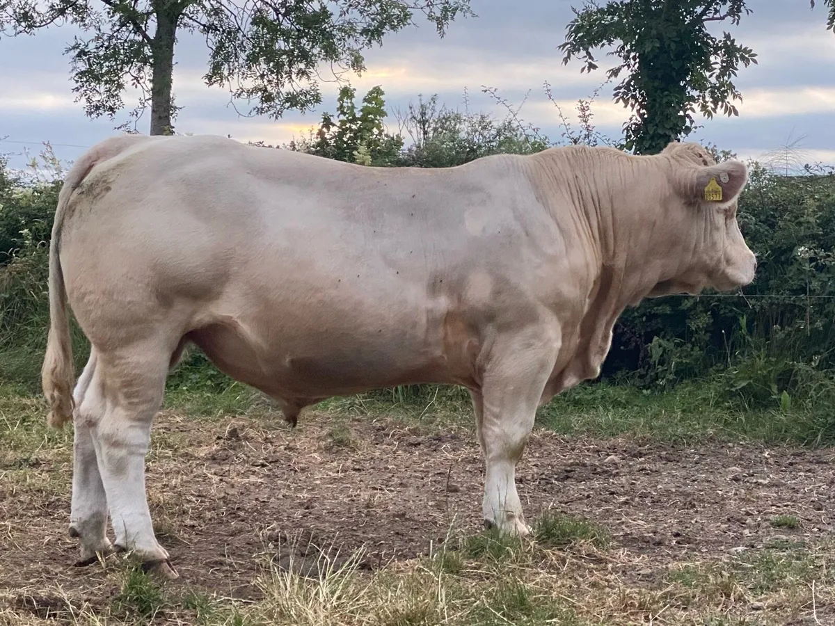PBR Charolais Bull - Image 2