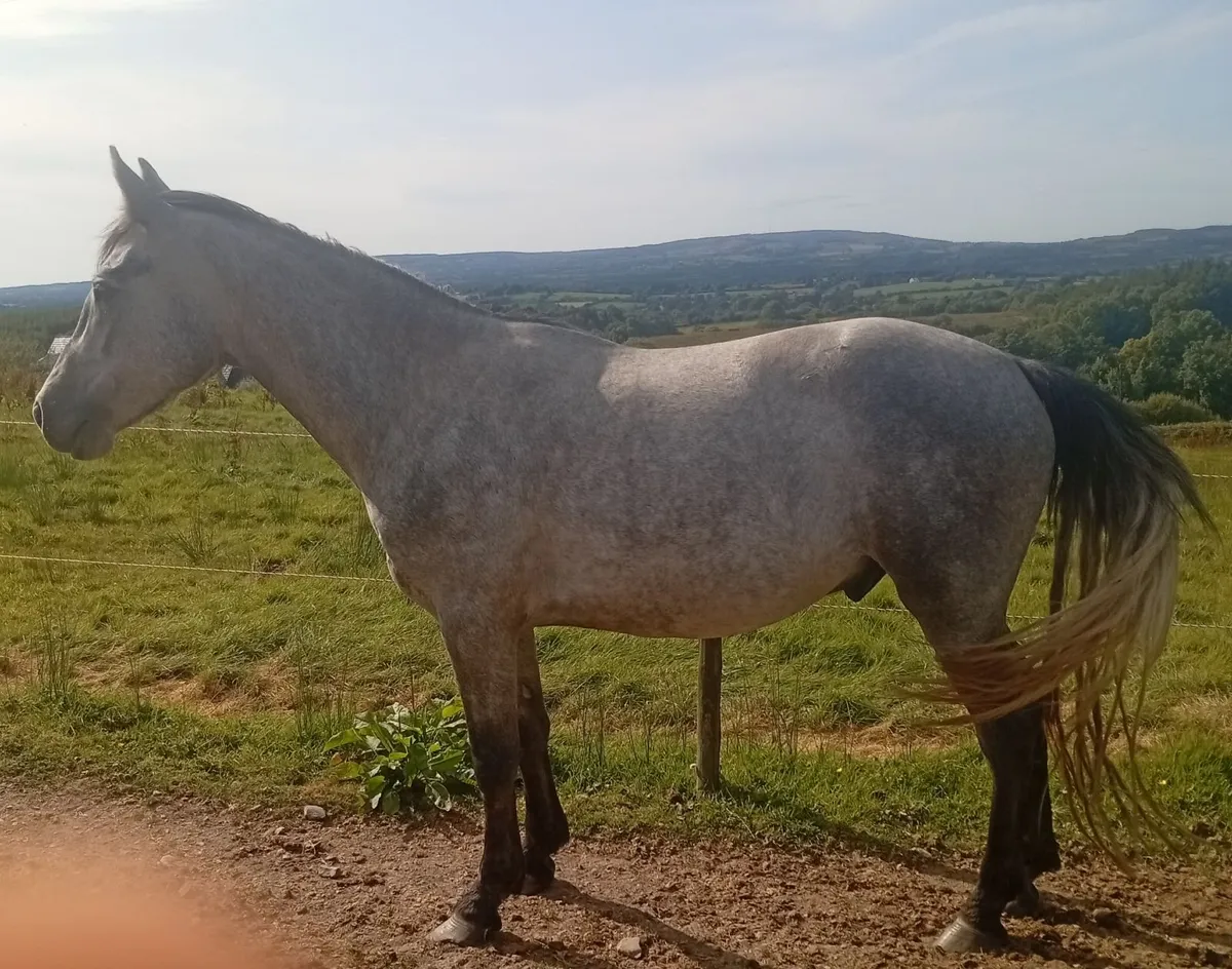 3 year old conemara gelding - Image 1
