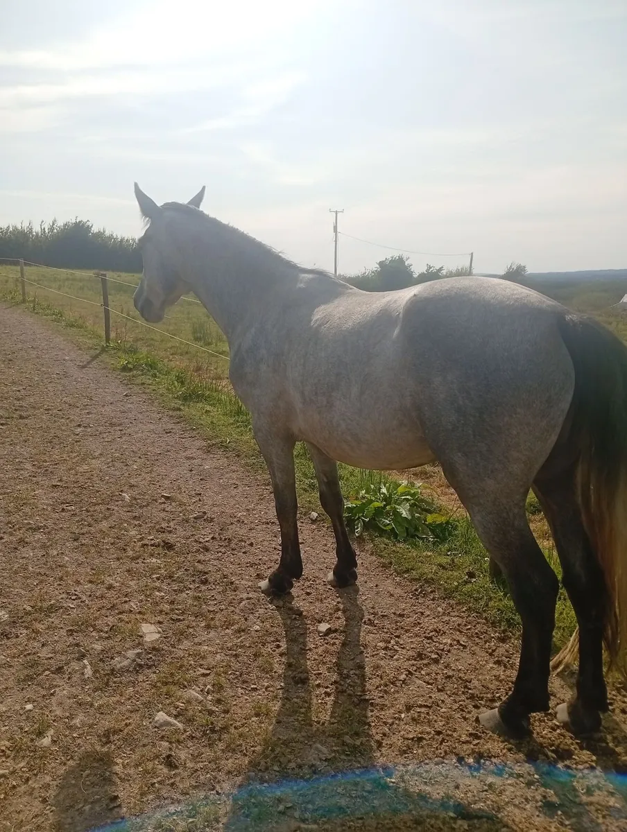 3 year old conemara gelding - Image 2