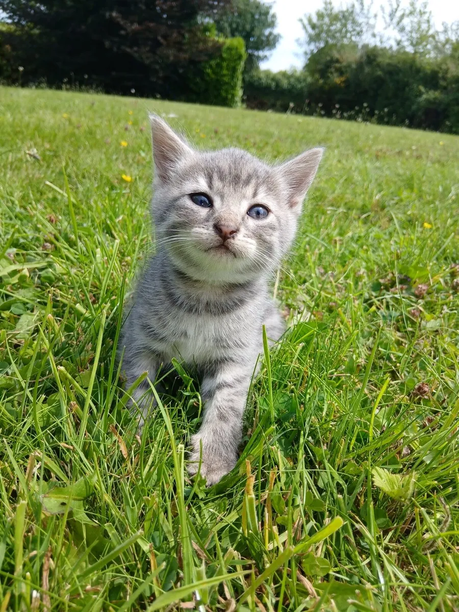 Kittens - Image 1