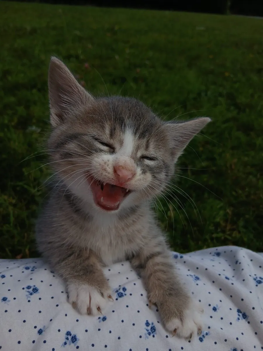 Kittens - Image 2
