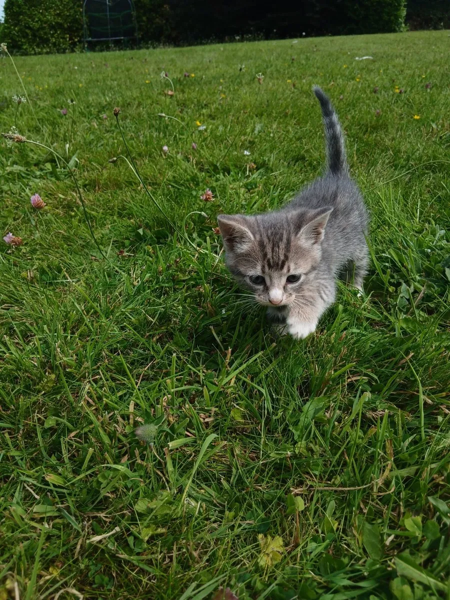 Kittens - Image 3