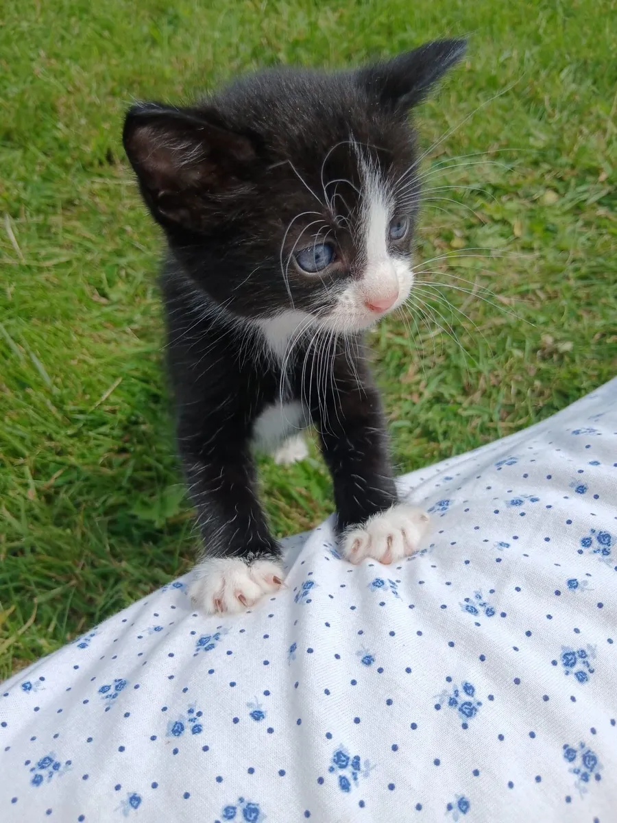 Kittens - Image 4