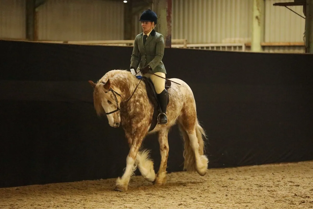 Coloured pony for sale - Image 1