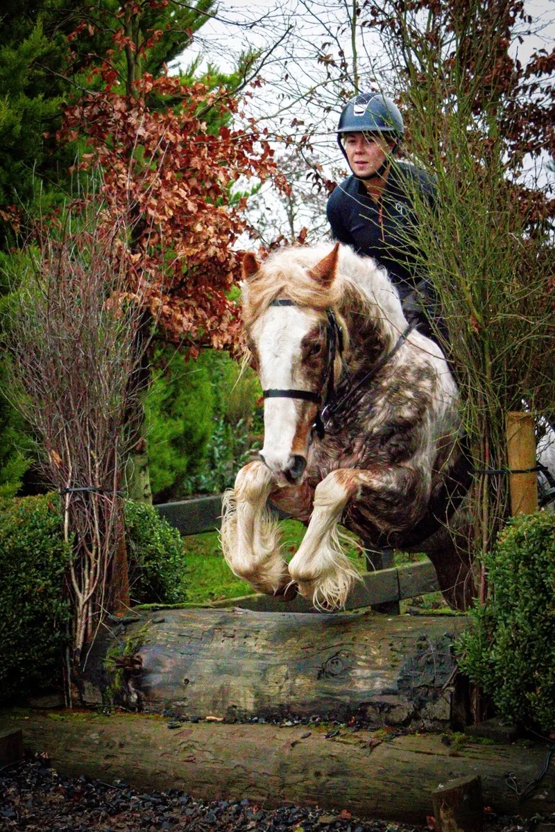 Coloured pony for sale - Image 3