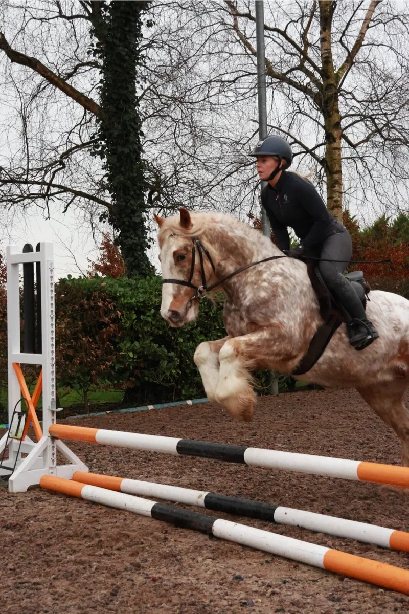 Coloured pony for sale - Image 2