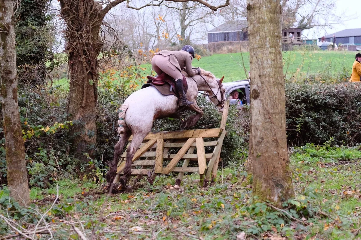 Coloured pony for sale - Image 4