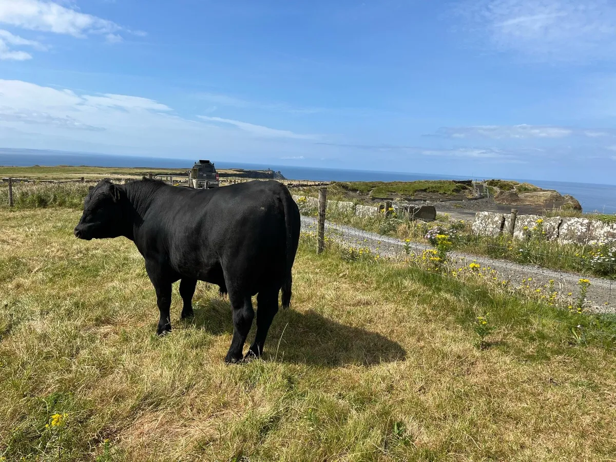 Angus Bulls - Image 2