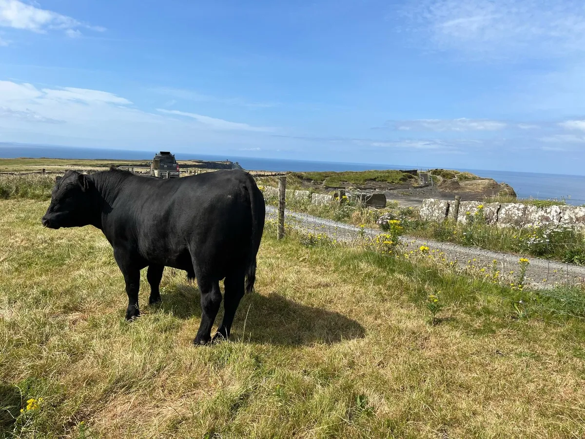 Angus Bulls - Image 3