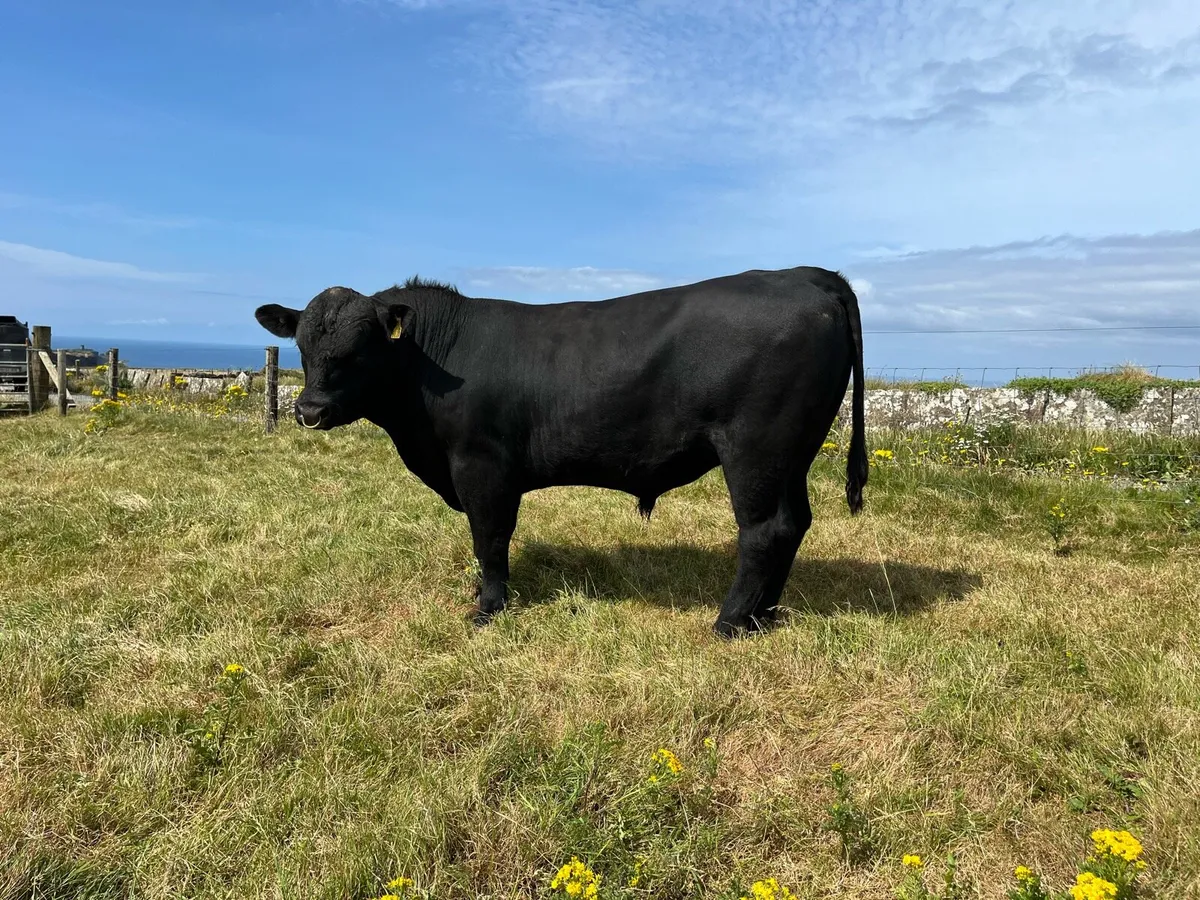 Angus Bulls - Image 4