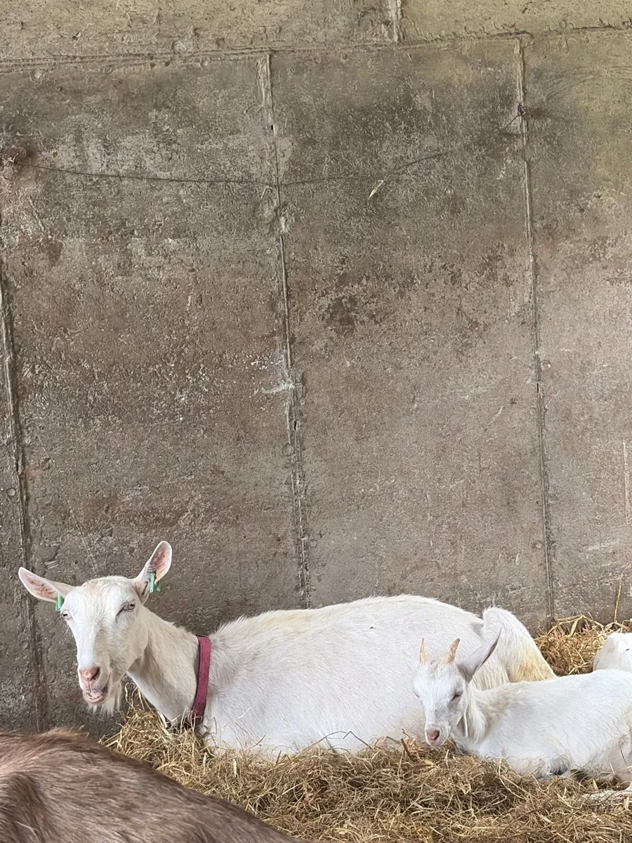 Milk goats