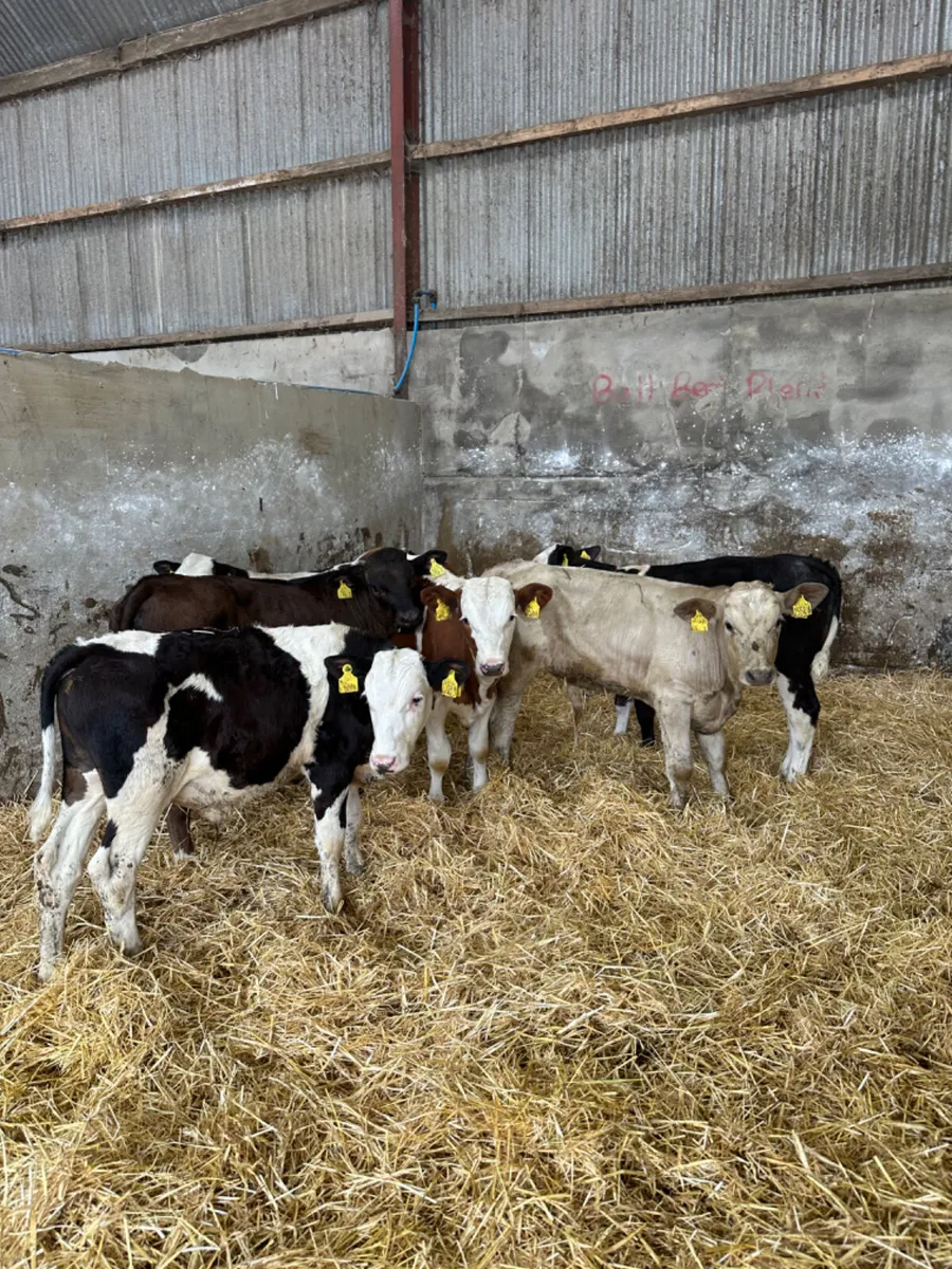 Bulls - Image 1