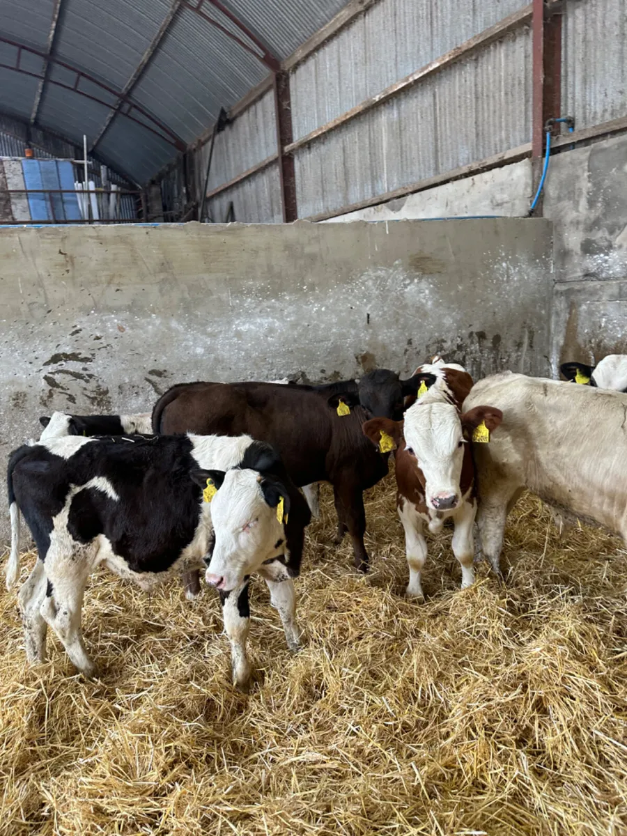 Bulls - Image 2