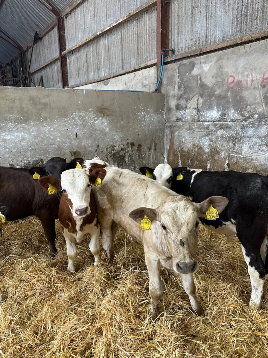 Bulls - Image 4