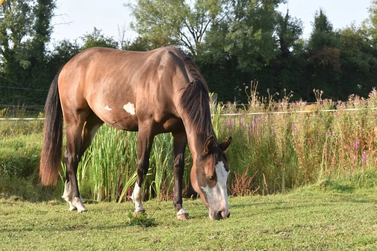 3yo gelding - Image 1
