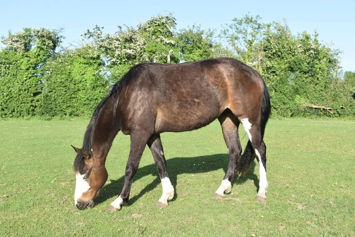 3yo gelding - Image 2