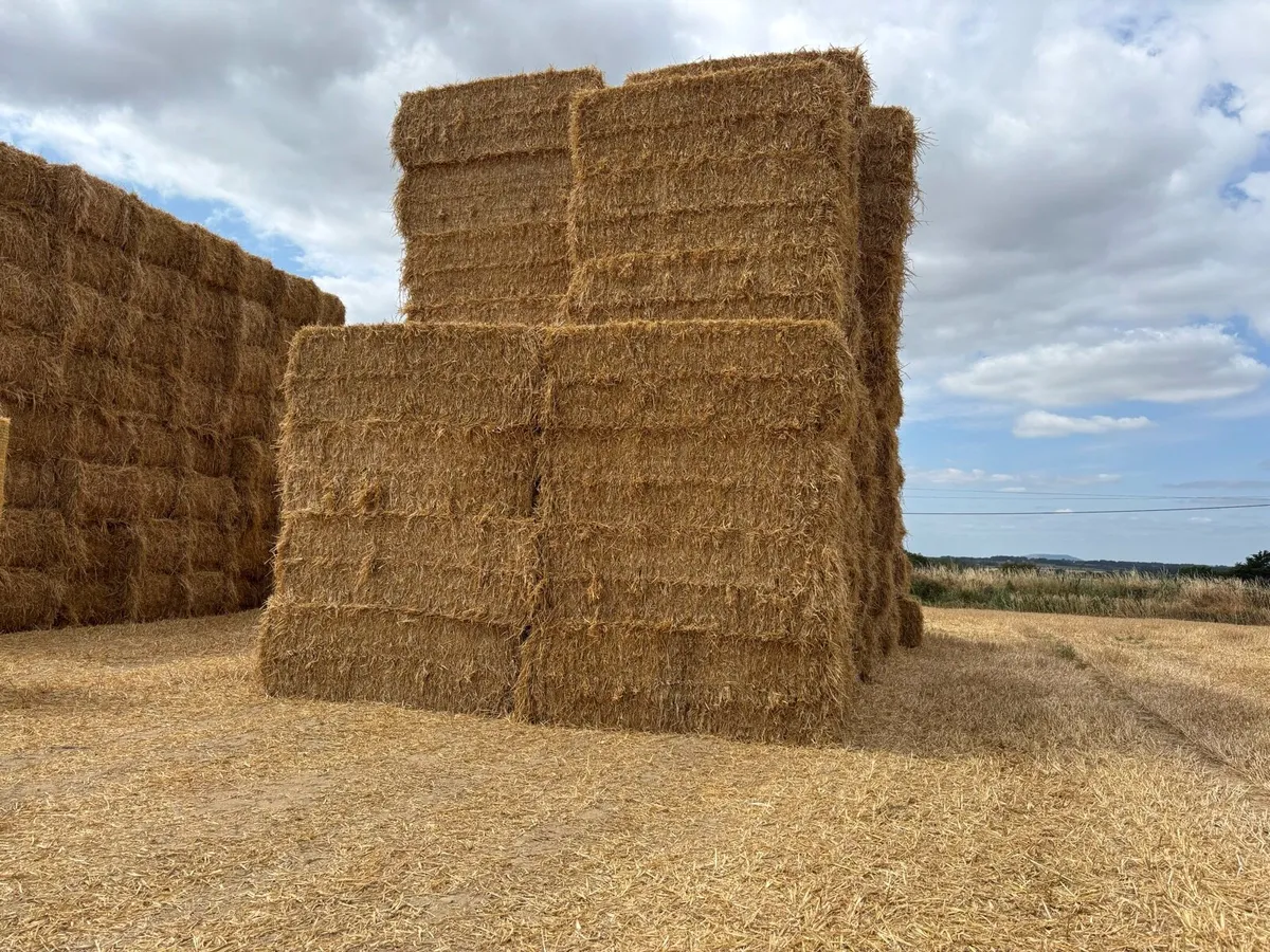 Straw - Image 1