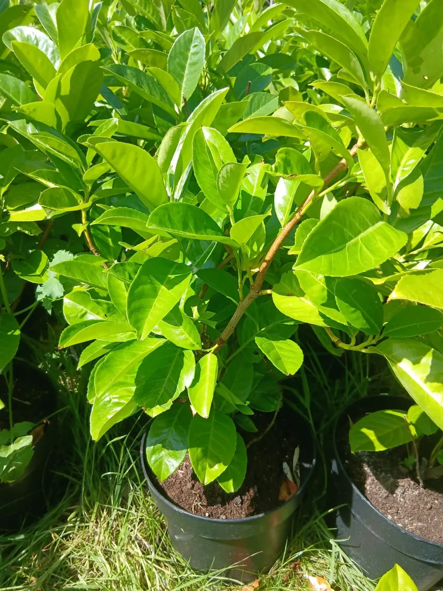 Large Laurel Hedging €8 each. 2ft plants for €3.50 - Image 2