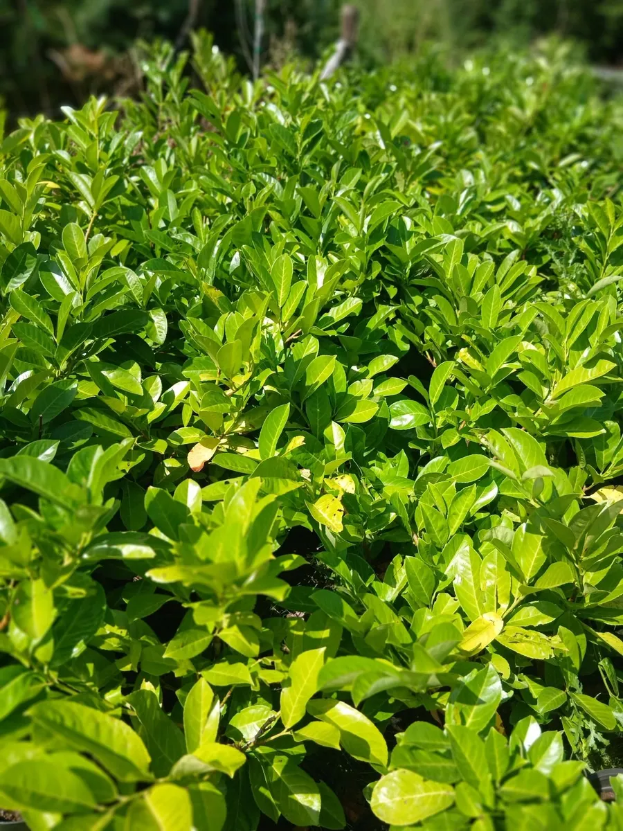 Large Laurel Hedging €8 each. 2ft plants for €3.50 - Image 4