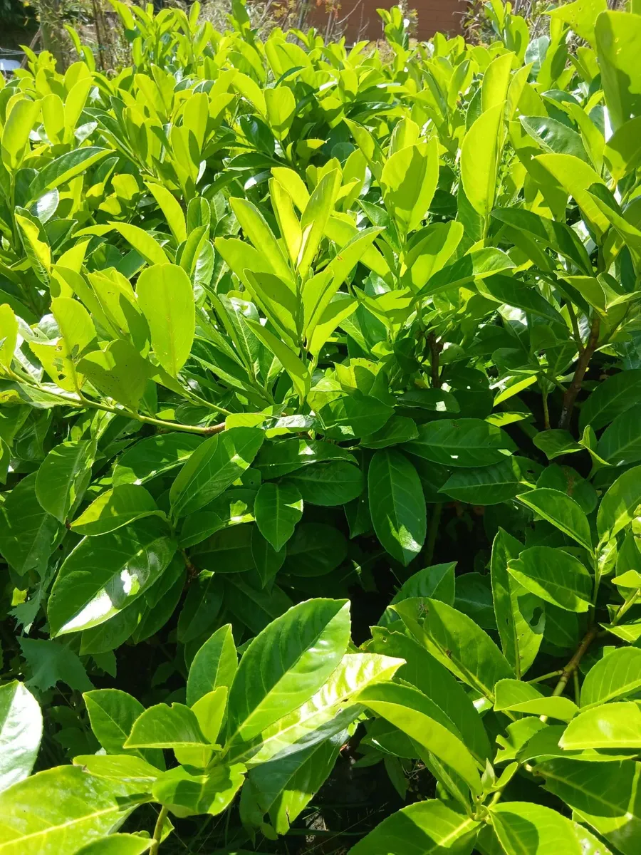 Large Laurel Hedging €8 each. 2ft plants for €3.50 - Image 1