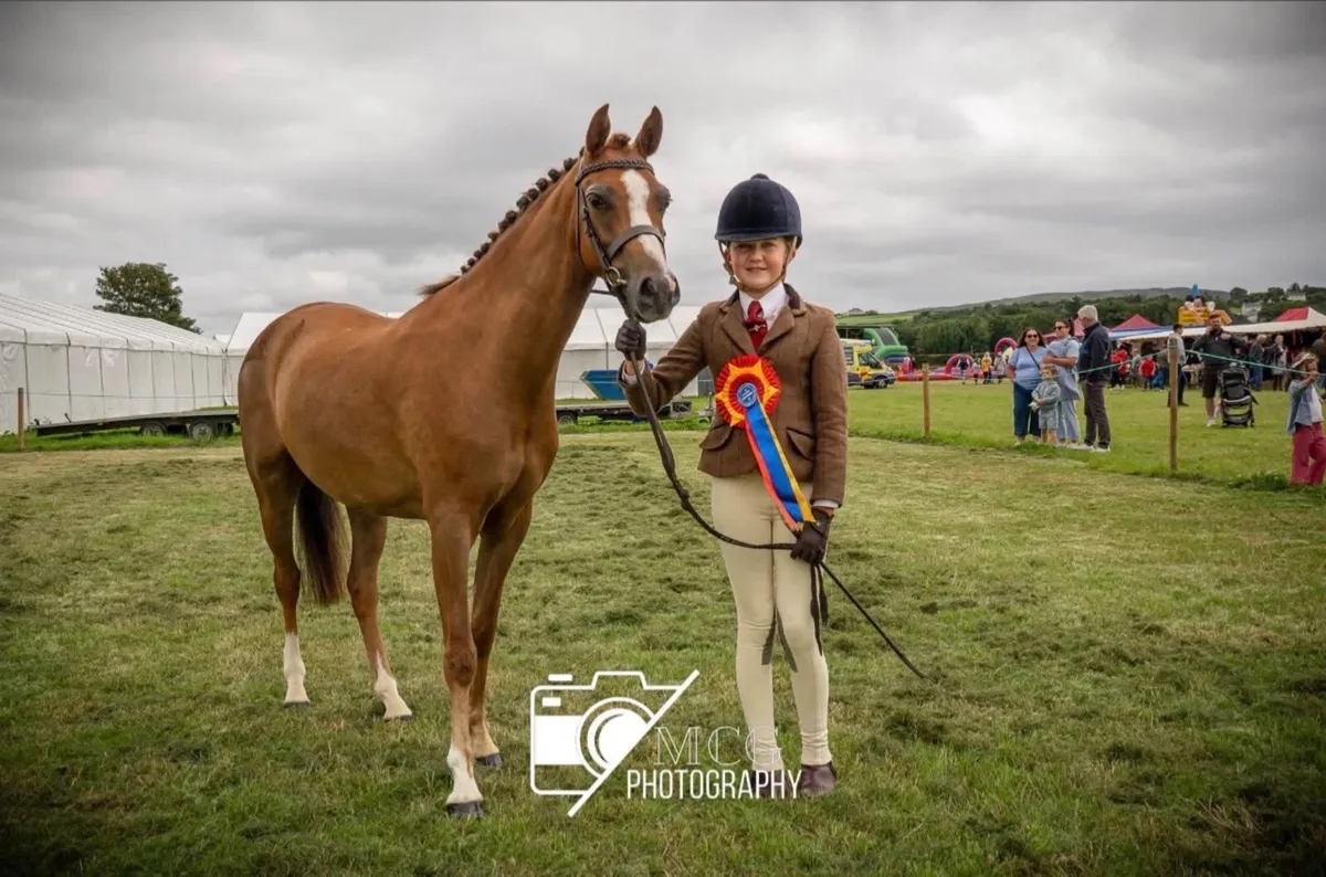 Pony - Image 1