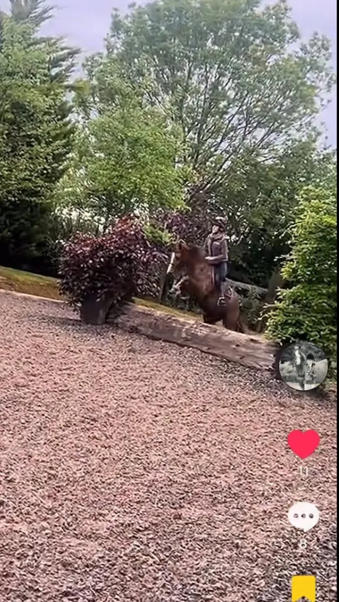 Pony - Image 3