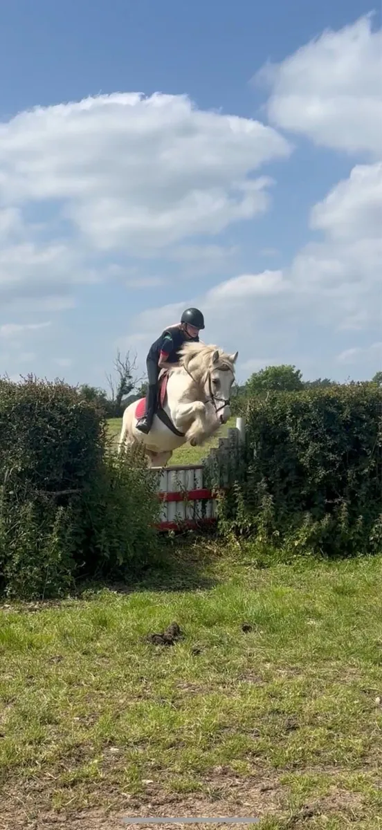 Once in a lifetime 13.2 Pony Lot 17 Cavan sales - Image 1