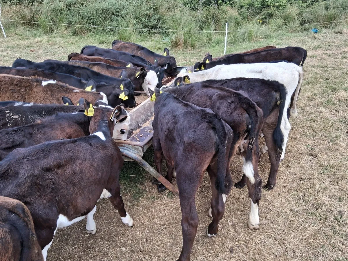 Out Field Strong Calves - Image 1