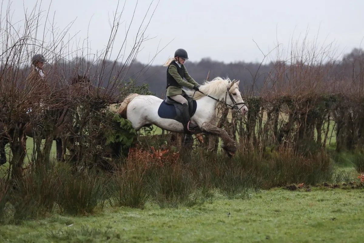Once in a lifetime 13.2 Pony Lot 17 Cavan sales - Image 4