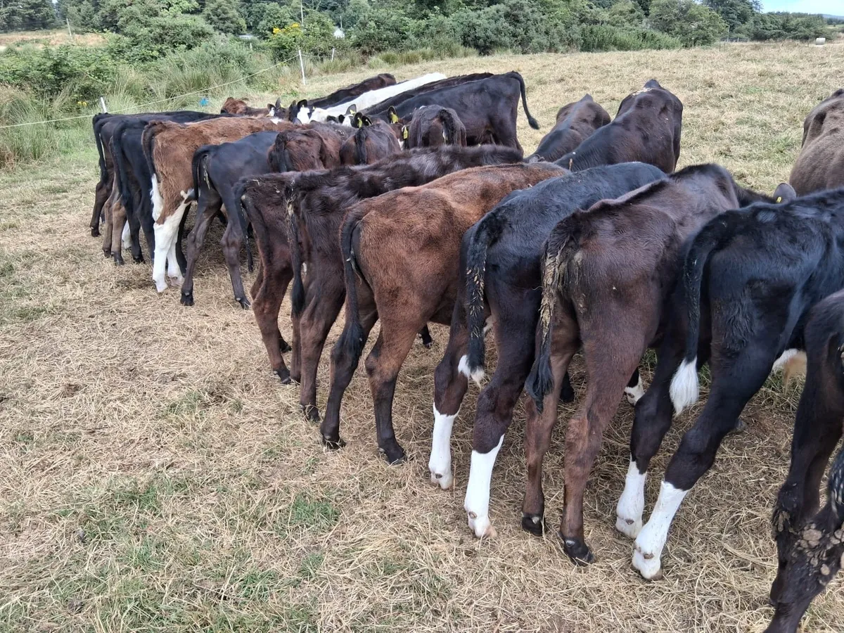 Out Field Strong Calves - Image 4