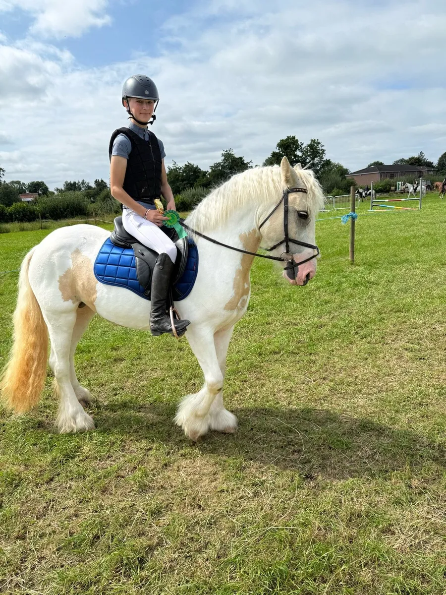 Once in a lifetime 13.2 Pony Lot 17 Cavan sales - Image 2