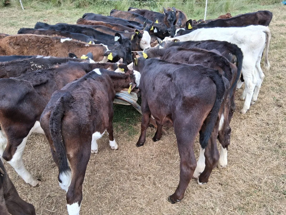 Out Field Strong Calves - Image 2