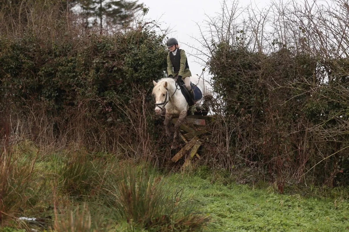 Once in a lifetime 13.2 Pony Lot 17 Cavan sales - Image 3