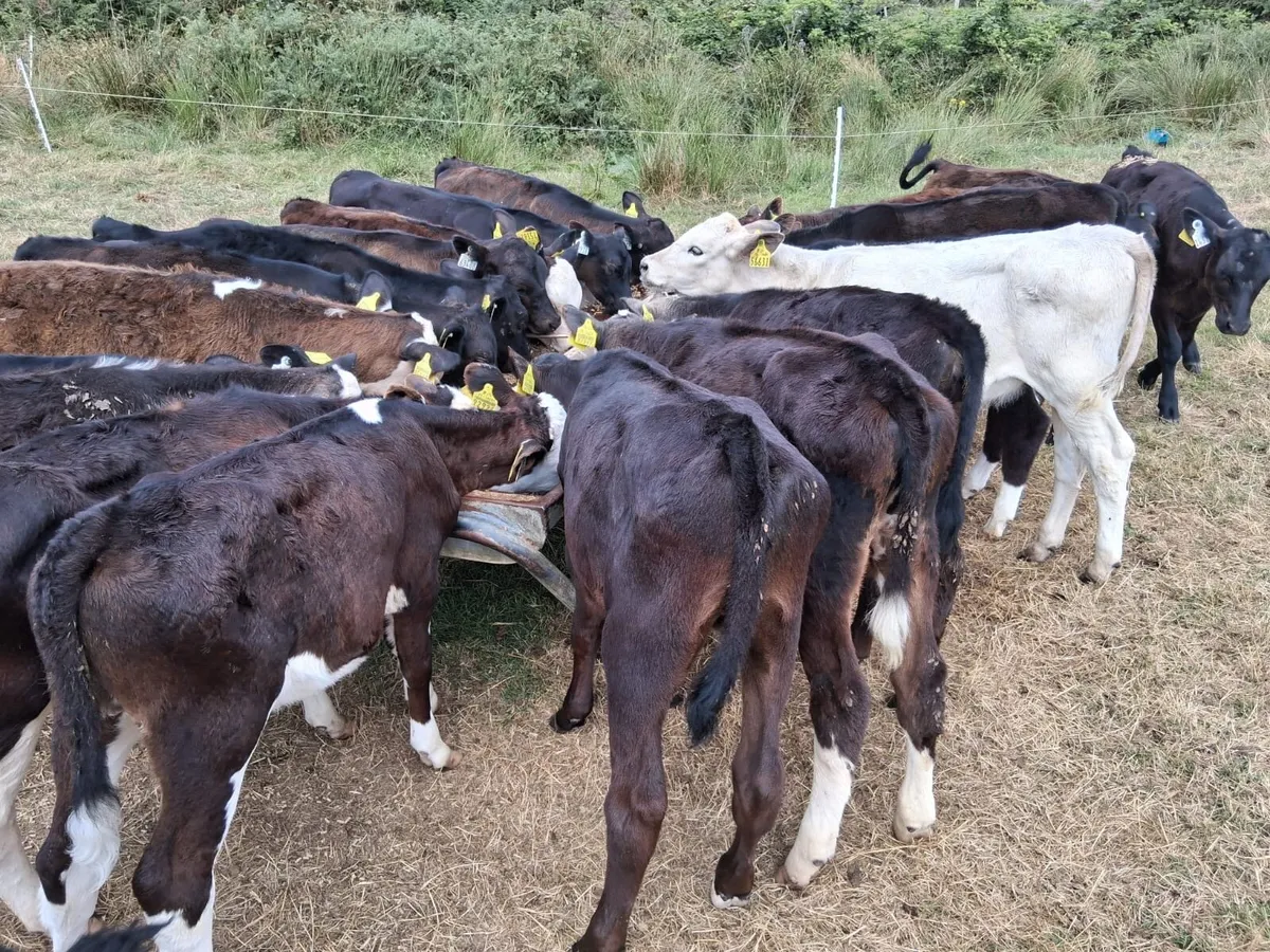 Out Field Strong Calves - Image 3