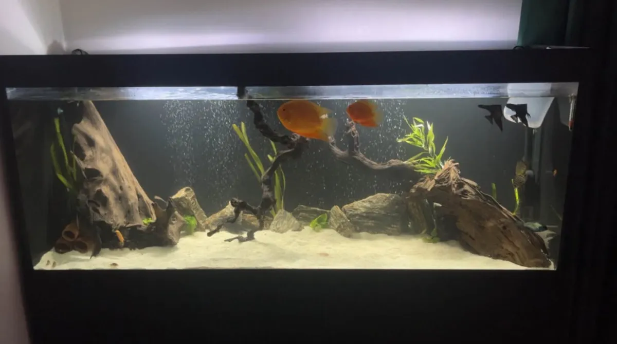 Fish tank - Image 1