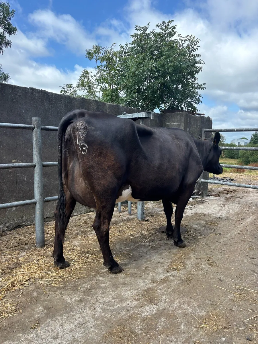 Freshly calved cows - Image 1