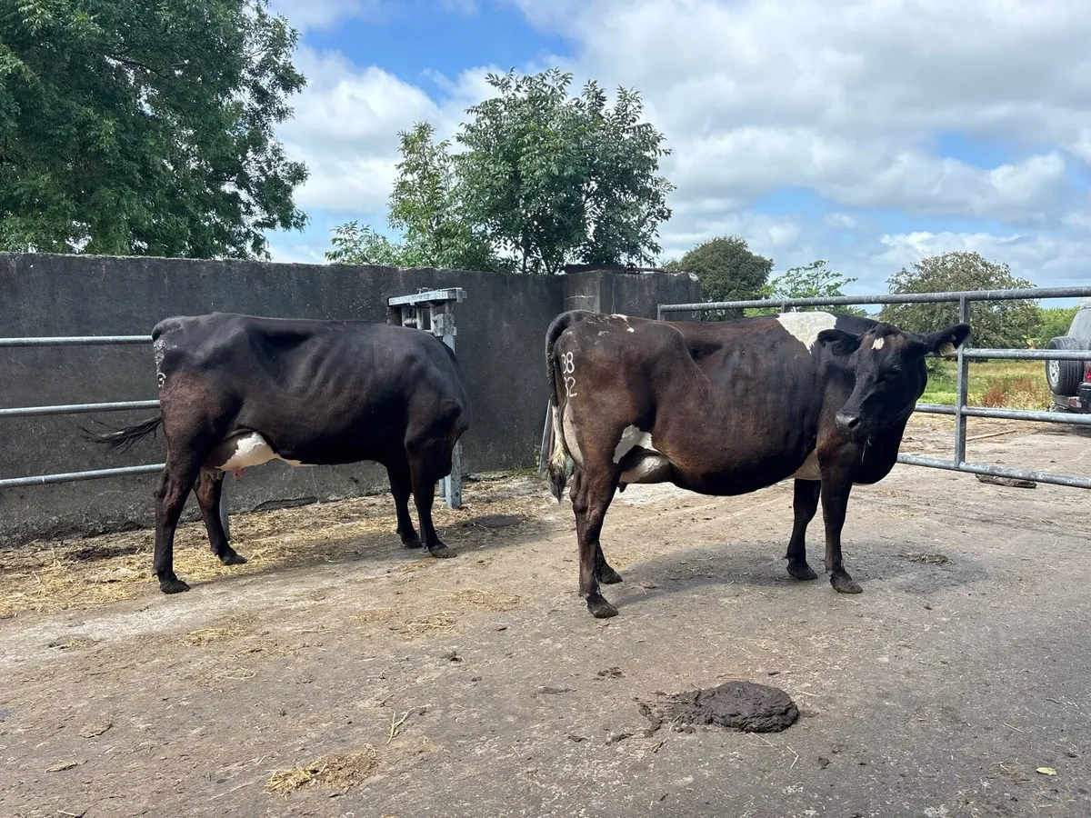 Freshly calved cows - Image 2