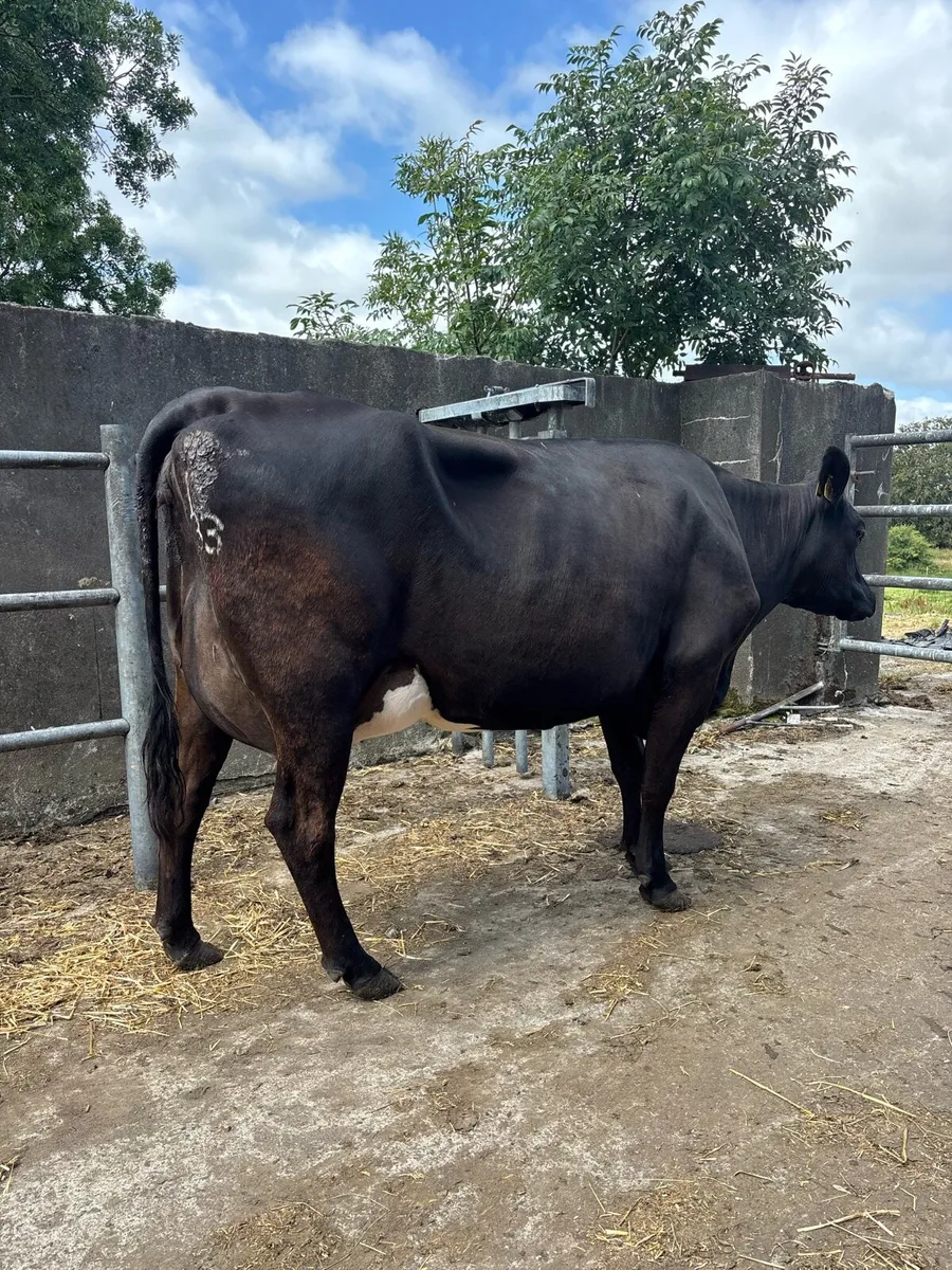 Freshly calved cows - Image 3