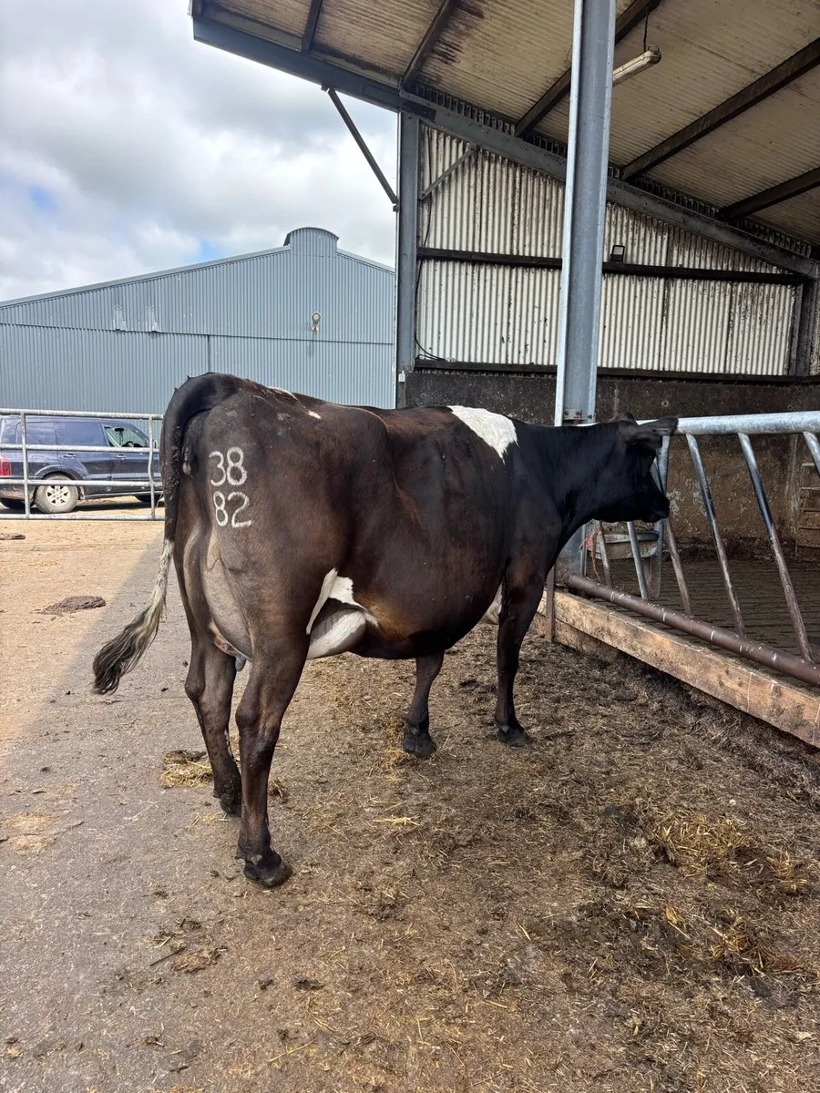 Freshly calved cows - Image 4