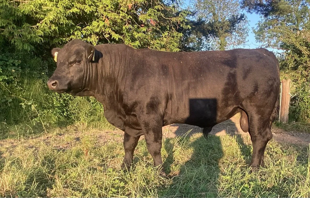 Aberdeen Angus Bull - Image 1