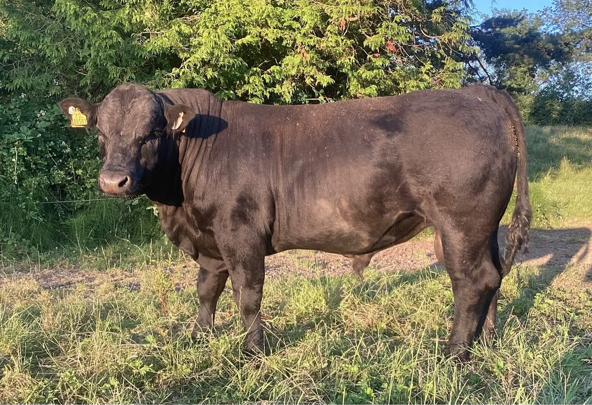 Aberdeen Angus Bull - Image 2