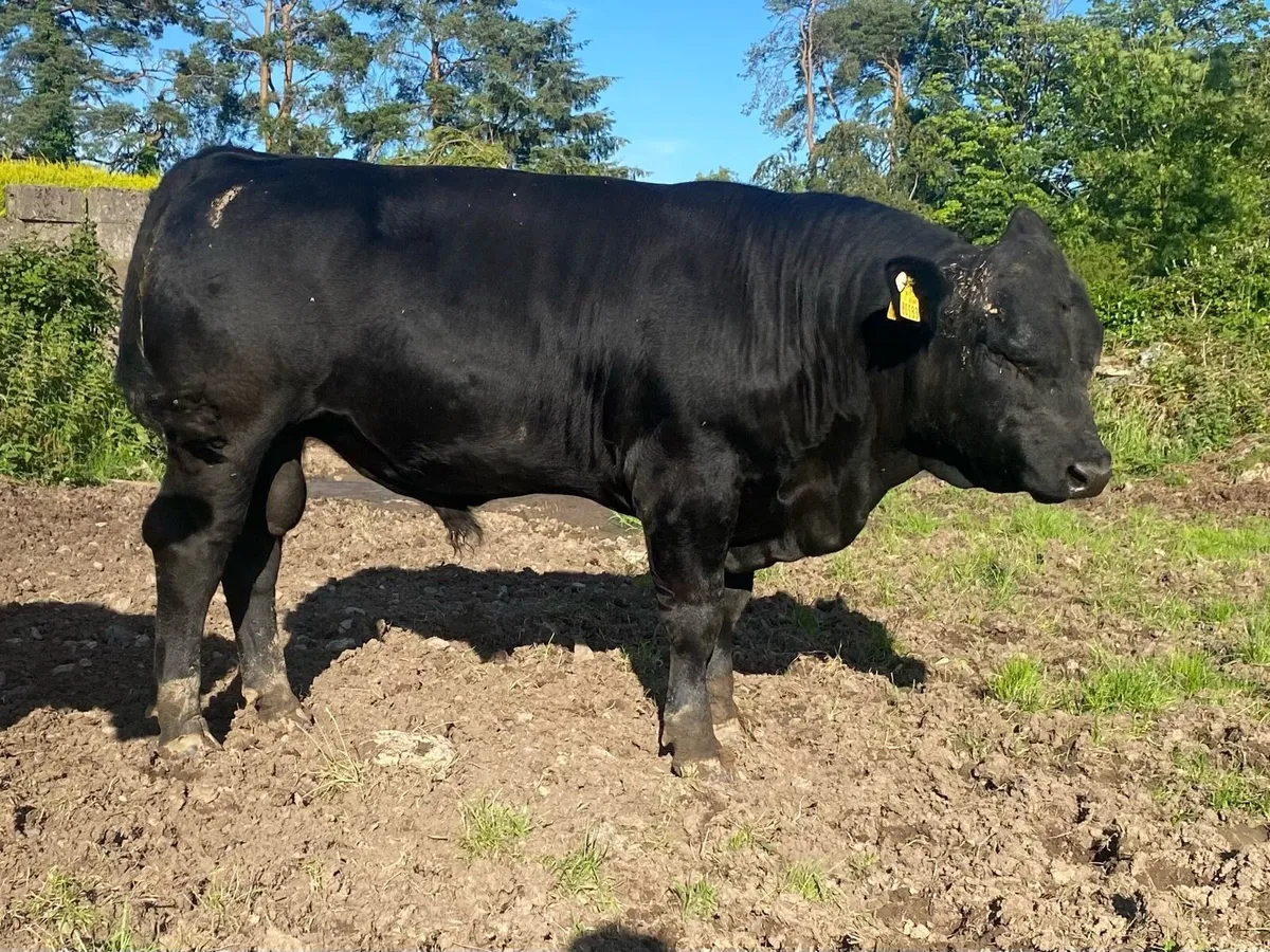 Aberdeen Angus Bull - Image 3
