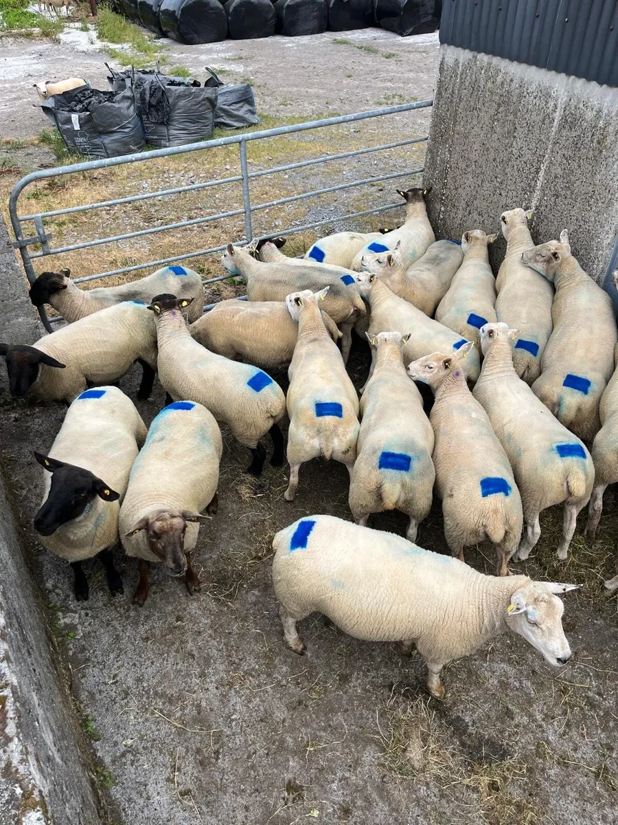 Sheep - Image 4