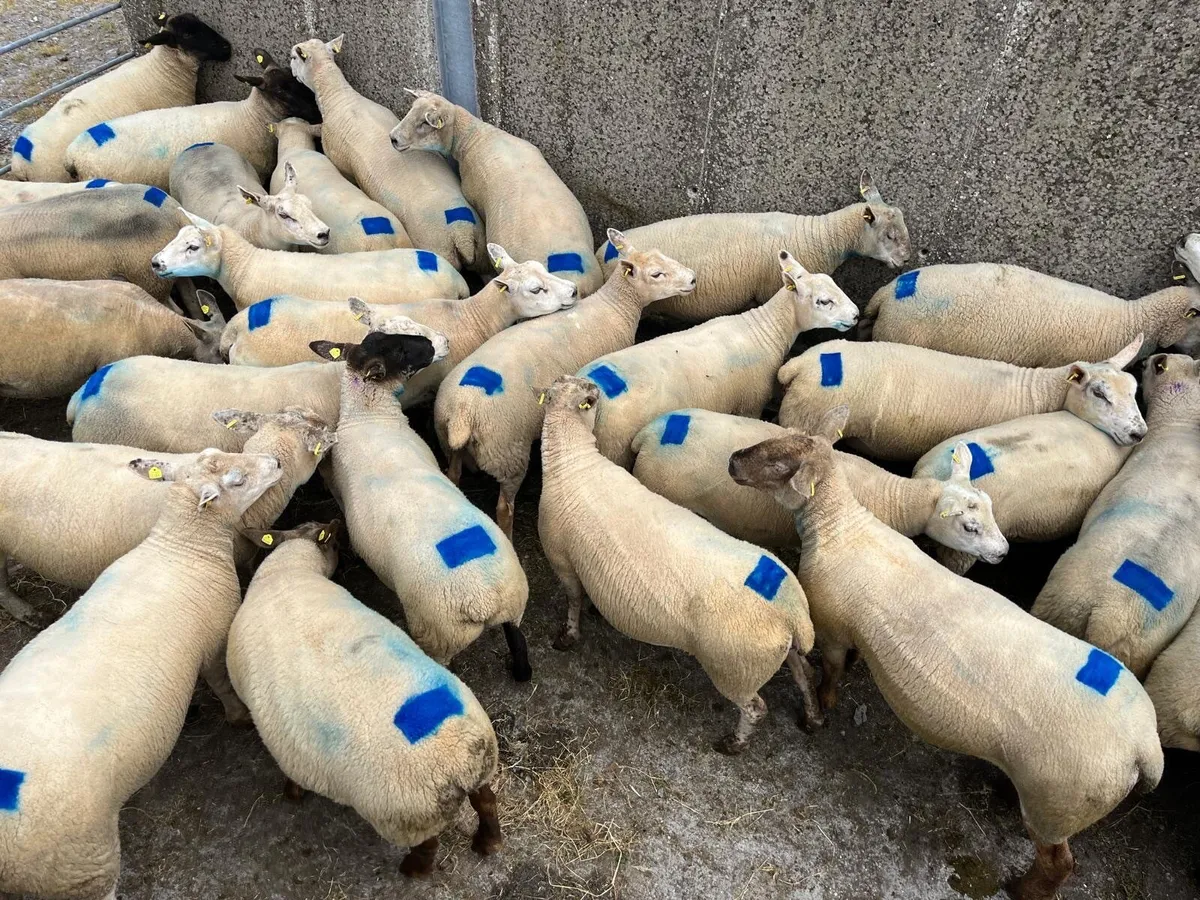 Sheep - Image 2