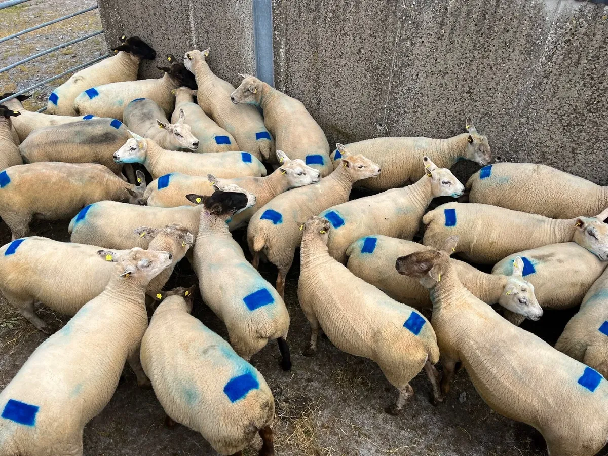 Sheep - Image 3