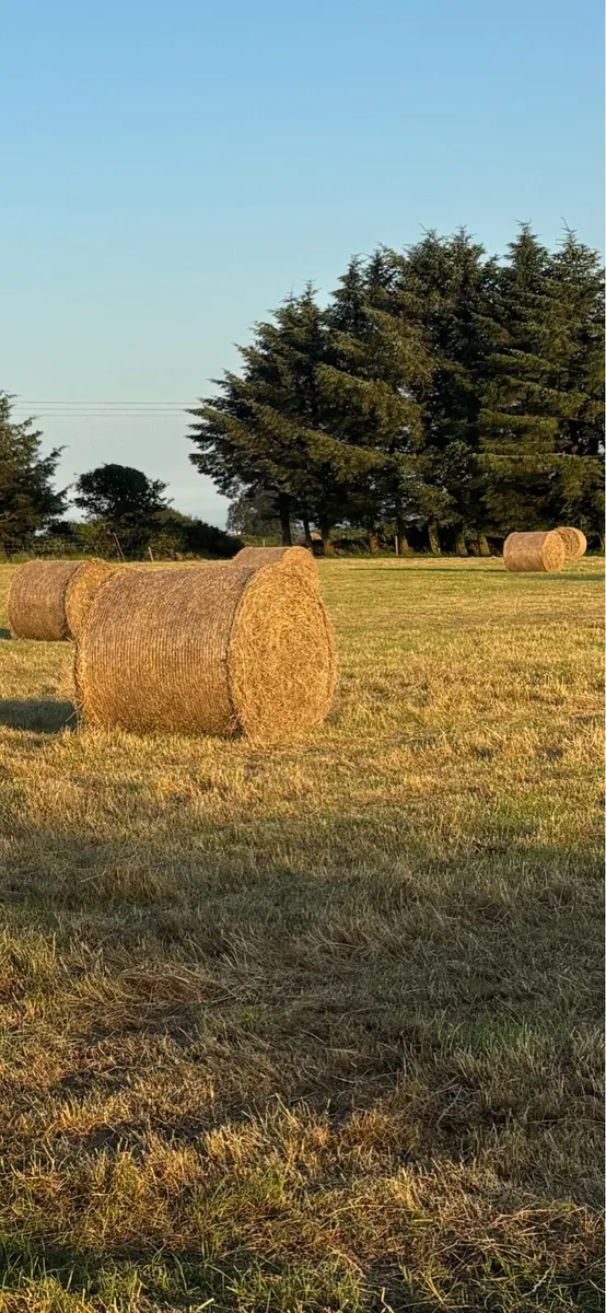 Hay For Sale - Image 1