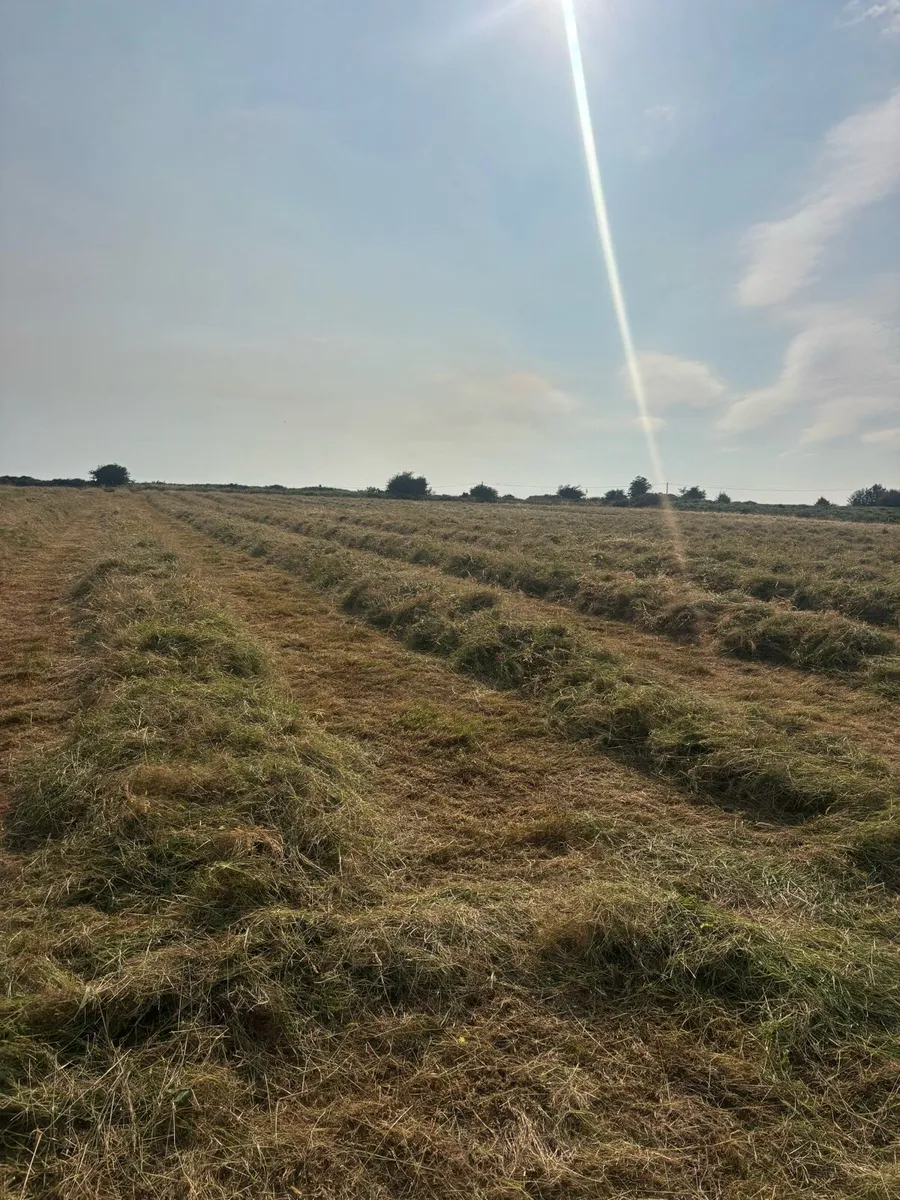 Hay For Sale - Image 3